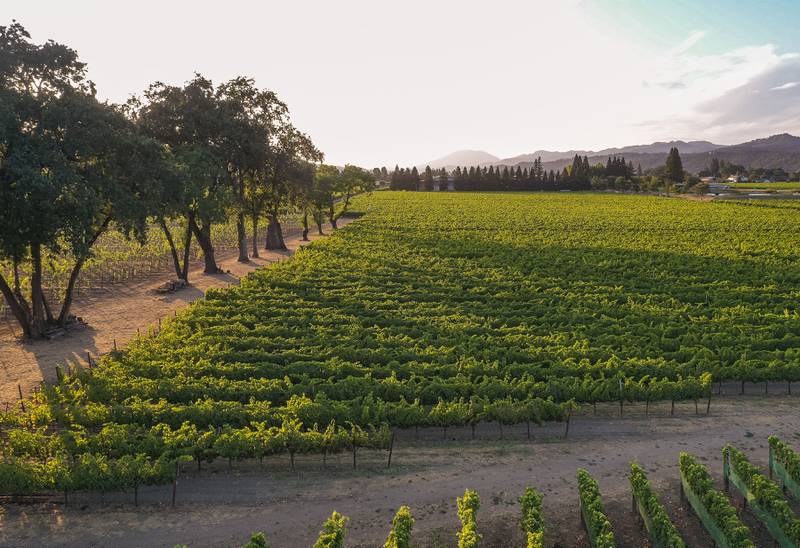 Vineyards at Sullivan Rutherford Estates in California