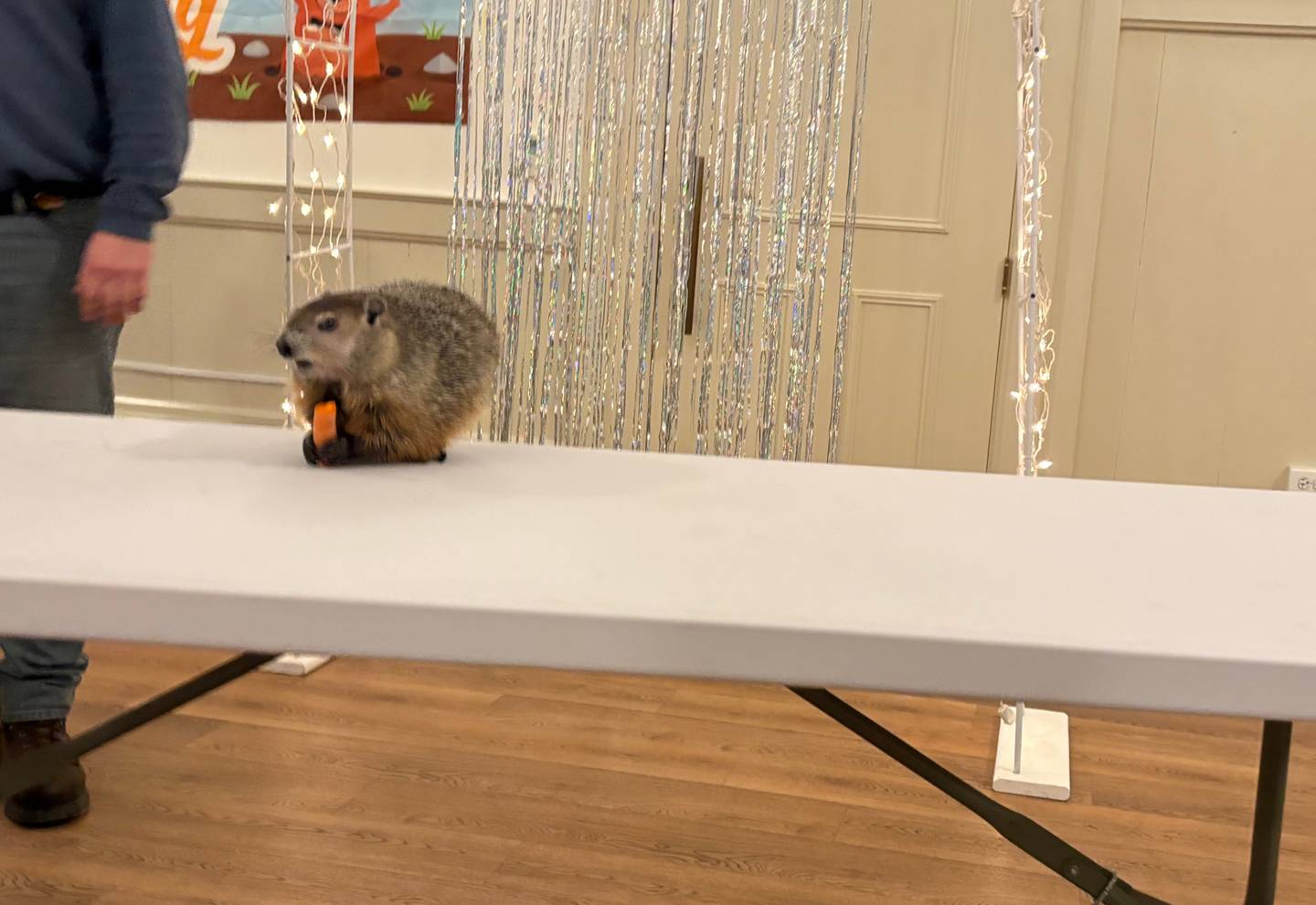 The groundhog who will prognosticate on prospects for an early spring in Woodstock meets fans while munching on a carrot during a Groundhog Day kickoff event Thursday, Jan. 30.