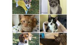Will County Pets of the Week: Nov. 4, 2024