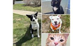 Will County Pets of the Week: May 5, 2025