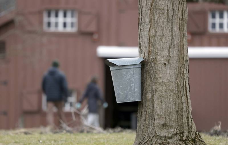 People head to the maple sugaring event at Kline Creek Farm Saturday March 11, 2023 in West Chicago.