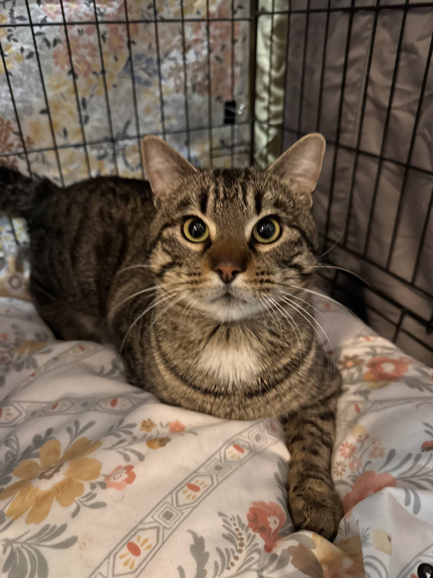 Miles McLean is a 2-year-old, 12-pound tabby that was rescued in southern Illinois, where he was at risk of euthanasia. He is social with a friendly and outgoing personality. He greets visitors, hoping for pets and ear scratches. To meet Miles, email Catadoptions@nawsusus.org with any questions or to meet him. Visit nawsus.org.