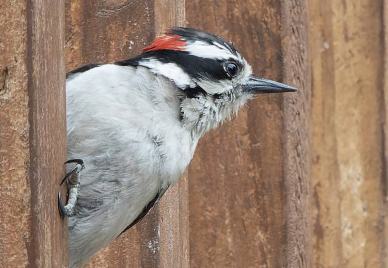 Where woodpeckers excavate on houses depends on a number of factors: the condition of the wood; if insects are present; whether cracks, crevices or knotholes exist; and if the area appears safe from threats. Most woodpeckers actually prefer trees with dead trunks or branches, but these often are removed due to safety concerns.
