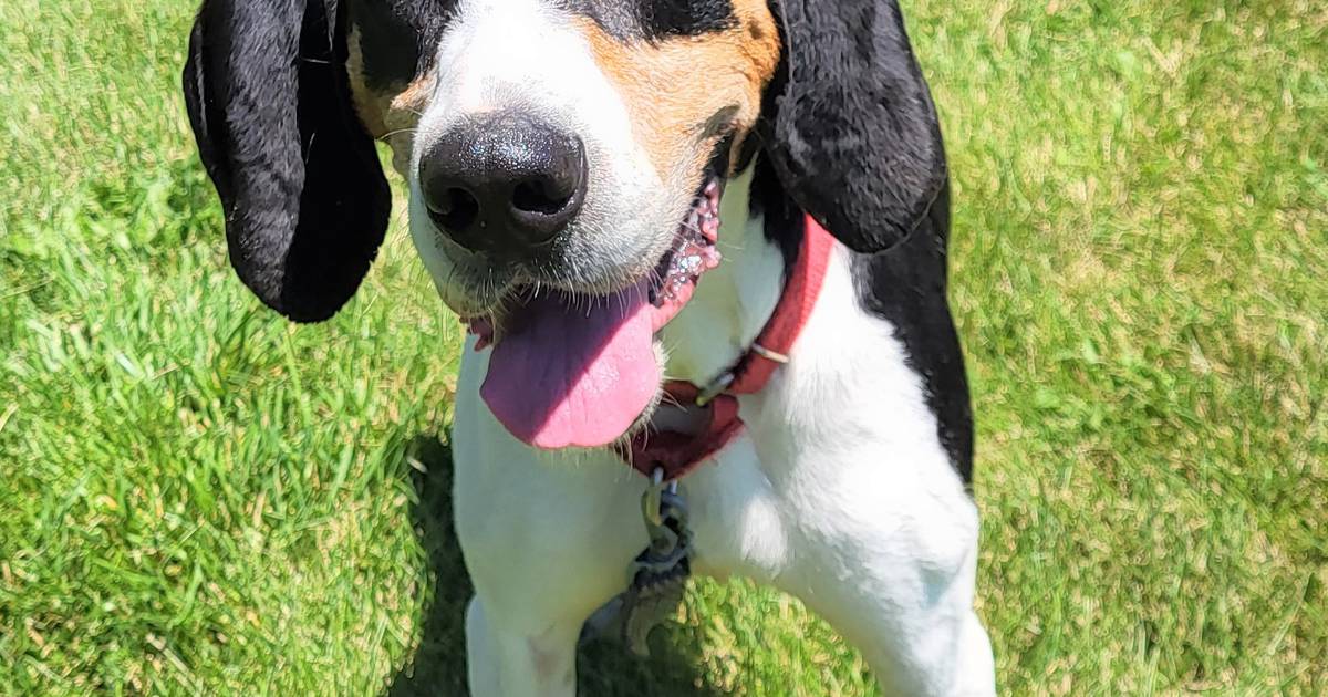 Happy hound ready to spread joy in forever home