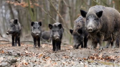 University of Illinois Extension explores invasive wildlife threats 