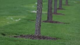 Earth Day in Will County: 9 ways to celebrate natural resources