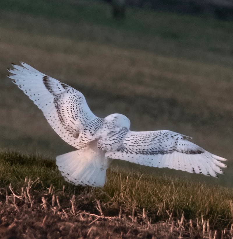 Justine Neslund sent this snowy owl photo to Project Snowstorm, which verified the bird visiting McHenry is a fledgling male, born just this summer in the arctic. She took the photo of the bird in flight at about 10 a.m. on Sunday, Dec. 8, 2024.