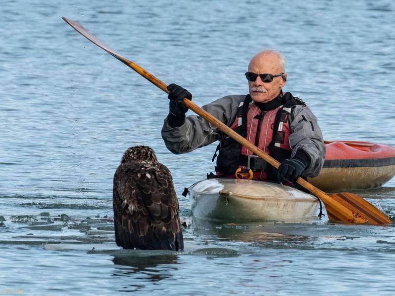 Kayaker Jim Tibensky, of Chicago Bird Collision Monitors, approaches an eagle on ice at Waukegan Harbor on Sunday. Courtesy of Tamima Itani