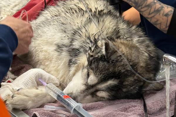 ‘He was frozen:’ Elgin vet tells how dog rescued from icy pond was brought back to life