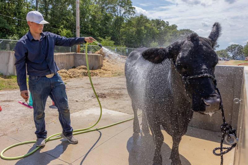 Karson Sundberg sprays down his cow in the wash rack in preparation for the next days showing at the LaSalle County 4H Fair on July 10, 2025 in Ottawa.