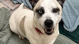 One-of-a-kind dog ready to take sweet personality to new home