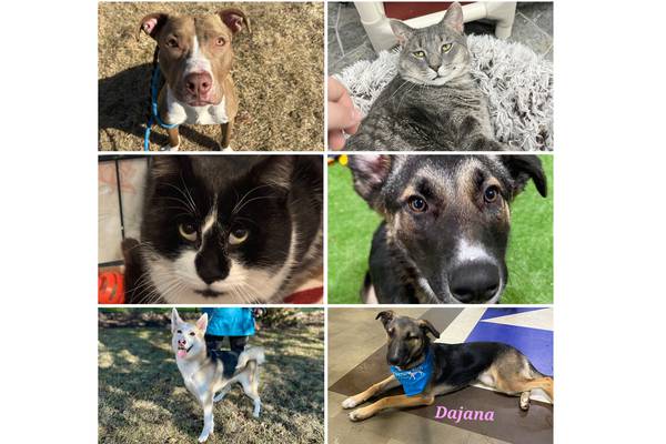 Will County Pets of the Week: March 9, 2026