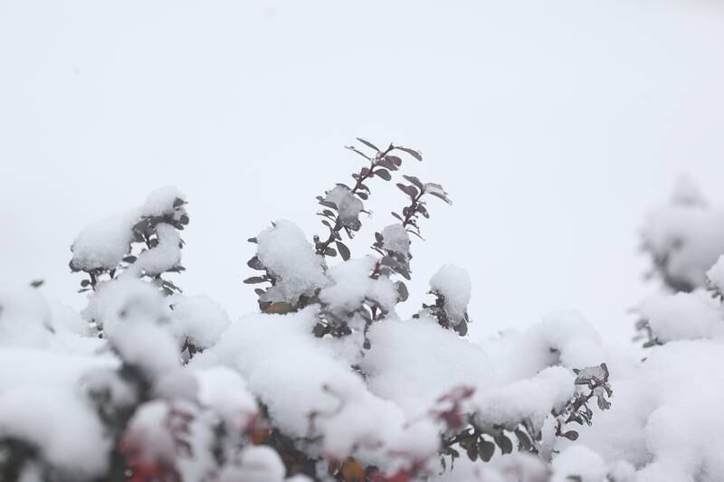 Snow covers a bush in Bicentennial Park in Joliet on Thursday, Nov. 21, 2024.