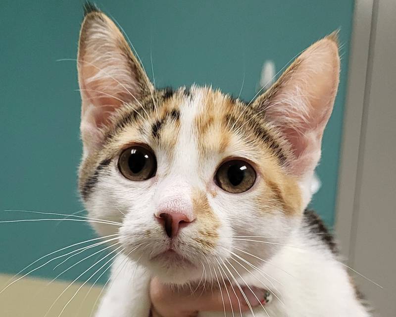 Jan is Save-A-Pet's pet of the week for Jan. 9, 2025.