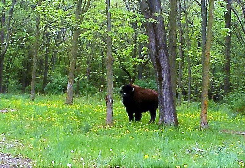Tyson the bison in Lakewood Forest Preserve on May 15, 2022, photographed by Tadeusz Seidel.
