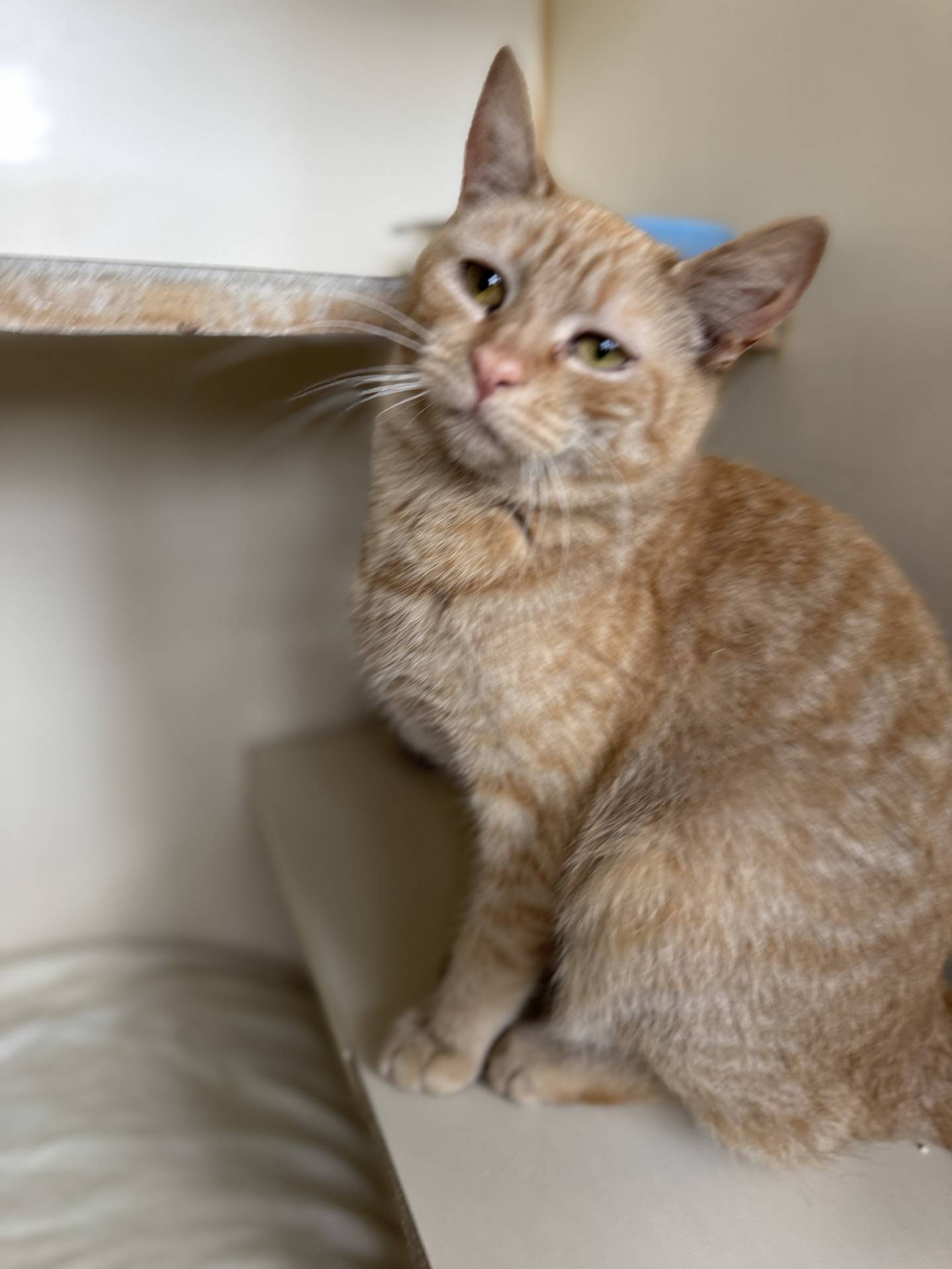 Cantaloupe is a quiet 1-year-old tabby that was rescued from a high kill shelter in Kentucky where she was at risk of euthanasia. She is a little reserved in her new surroundings at a busy shelter, but she is friendly and sweet. She likes gentle pets and is curious about new people. With a little time to adjust to a new home, she will make a wonderful companion. To meet Cantaloupe, email Catadoptions@nawsus.org. Visit nawsus.org.