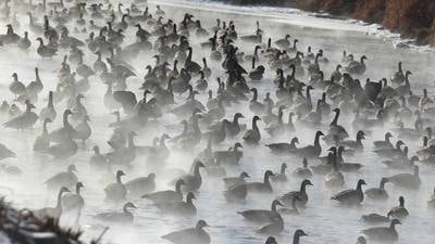 Photos: Canada geese seek refuge from cold in steamy water of Kishwaukee River in DeKalb