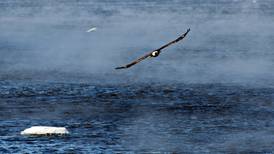 Sauk Valley eagle enthusiasts invited to flock, respectfully, to area viewing spots