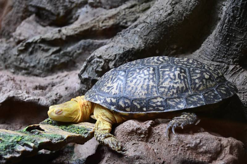 The Isle a la Cache Museum in Romeoville is celebrating turtles in May in honor of World Turtle Day on May 23. Sign up for a Forest Preserve District of Will County program to learn about the turtles of Will County or "have dinner" with the Blanding’s turtles at Isle a la Cache.