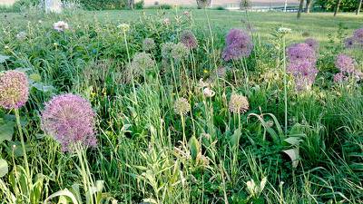 Down the Garden Path: Spice up the garden with edible flowers 