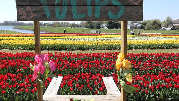 1M flowers in bloom at Richardson Farm for Tulip Fest