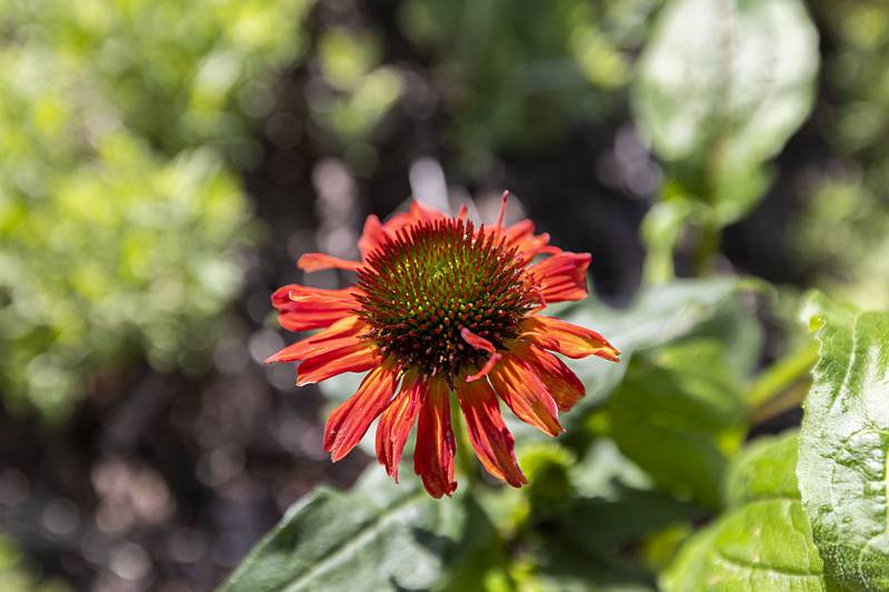 The groups working Wednesday, May 8, 2024 on the riverfront gardens are replacing some plants with new, healthier ones and clearing up debris.