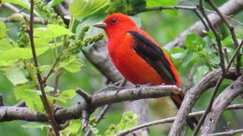 Good Natured in St. Charles: Flashy feathers a lure in avian courtship