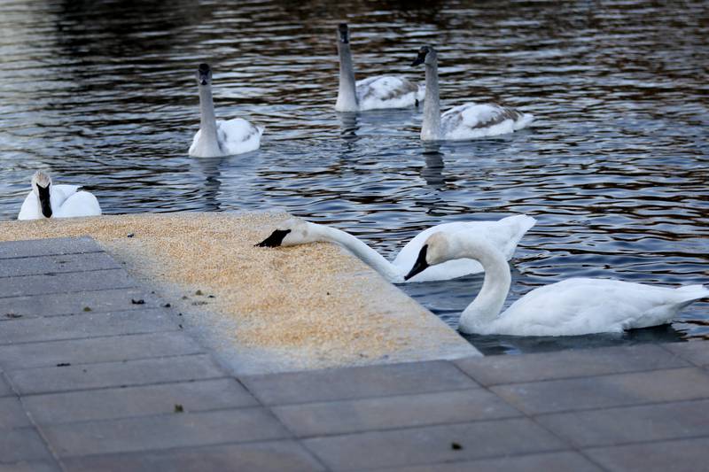 Trumpeter swans feed on Monday, on Dec. 2, 2024, on a lake at Somerset Manor in Harvard. In 1985, Henri Giugni and his wife, June, brought in four pairs of native trumpeter swans and now up to 100 trumpeter swans return every winter to their property near Harvard.