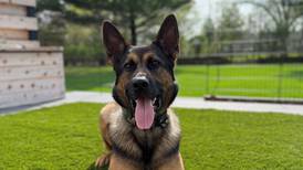 Lake County Sheriff’s K-9 Zack to get donation of body armor