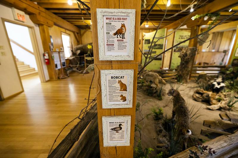 Information cards help viewers learn about the animals they’ll see on display in the museum.