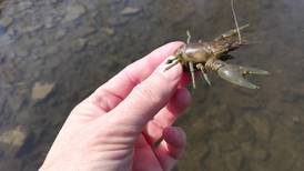 Good Natured in St. Charles: Scary hitchhikers move in animal, plant worlds