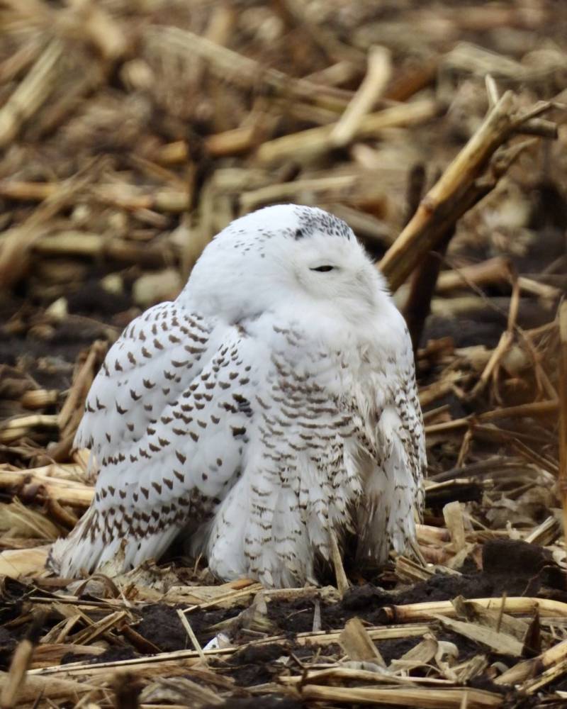 Jeff Aufmann, vice president of the McHenry County Audubon Society, took photos of the snowy owl on Monday, Dec. 16, 2024, as it slept. The bird was found dead, hit by a car, early Tuesday morning.