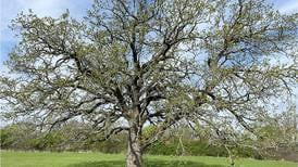 From backyard to forest preserve: A true family tree lives on  