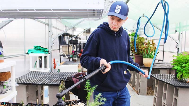 Lessons take root at Morrison High’s greenhouse