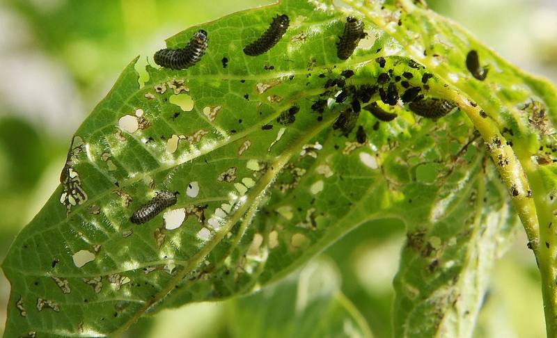 Viburnum leaf beetle adults and larvae will feed on viburnum leaves. The larvae will cause lace-like damage and adults create oblong holes in leaves.