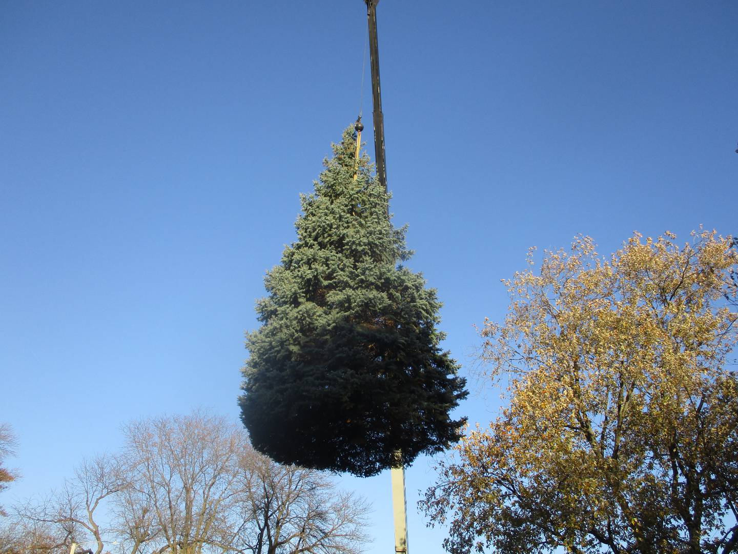 The Norway spruce owned by Darra Glavan of Joliet is lifted from its roots in her yard before being transported downtown to be used as the city's Christmas tree for the holidays. Nov. 14, 2025
