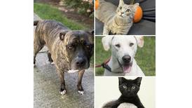 Pets of the Week: Nov. 6, 2023