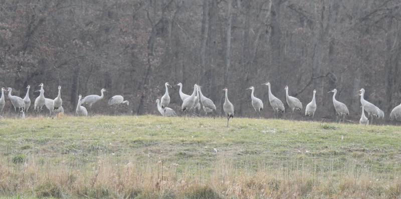 Sandhill cranes