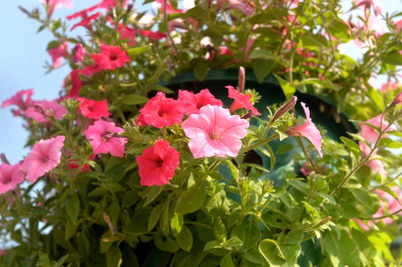 Dixon's petunia baskets have been deployed to the downtown. Photographed Wednesday, June 7, 2023.