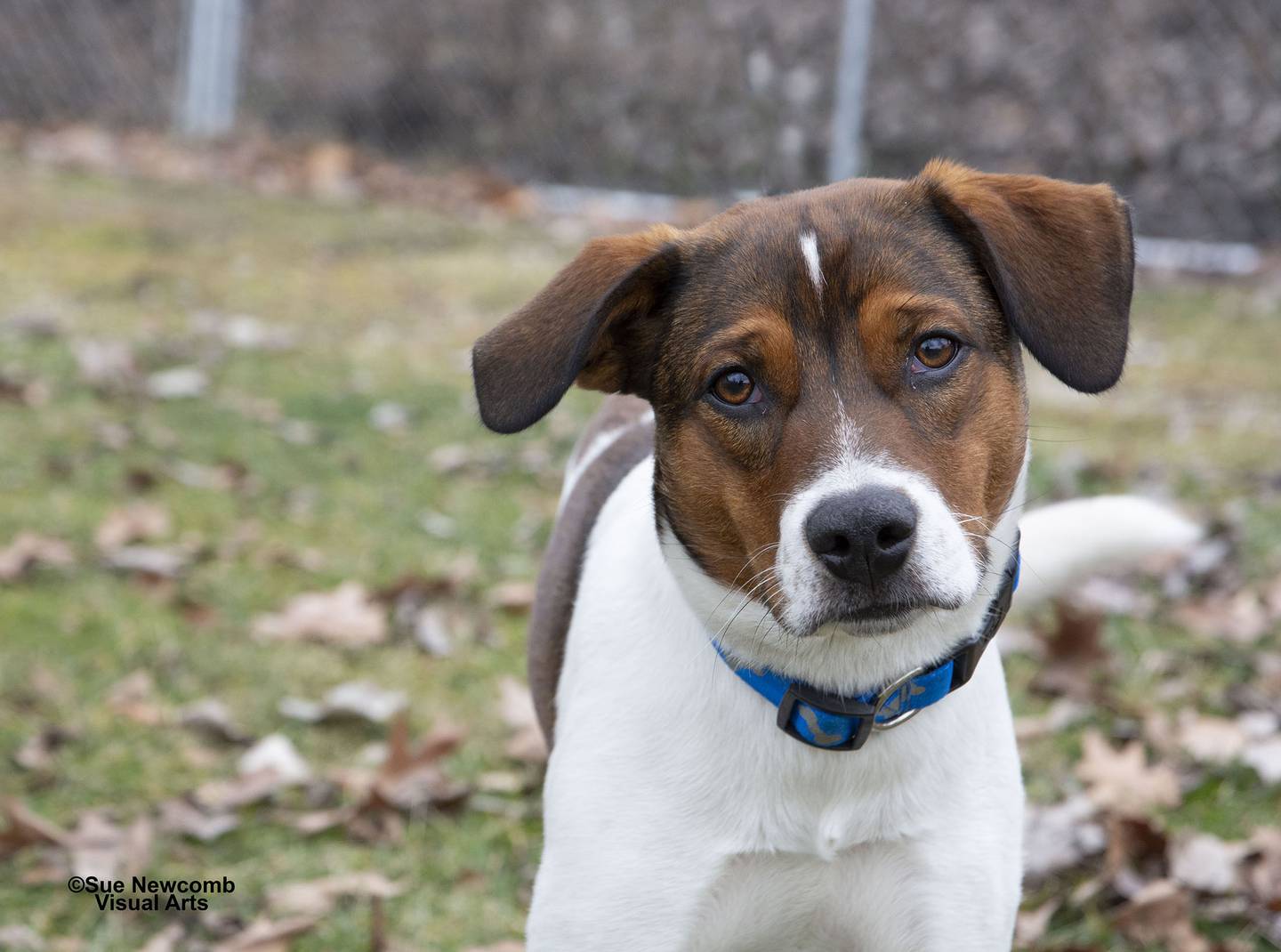 Tanner is a hound mix who came to the humane society from Kentucky. He is energetic and playful and loves to be with people. Tanner is picky about other dogs, but meet and greets are welcome. Contact the Will County Humane Society at willcountyhumane.com and follow the instructions for the adoption process.