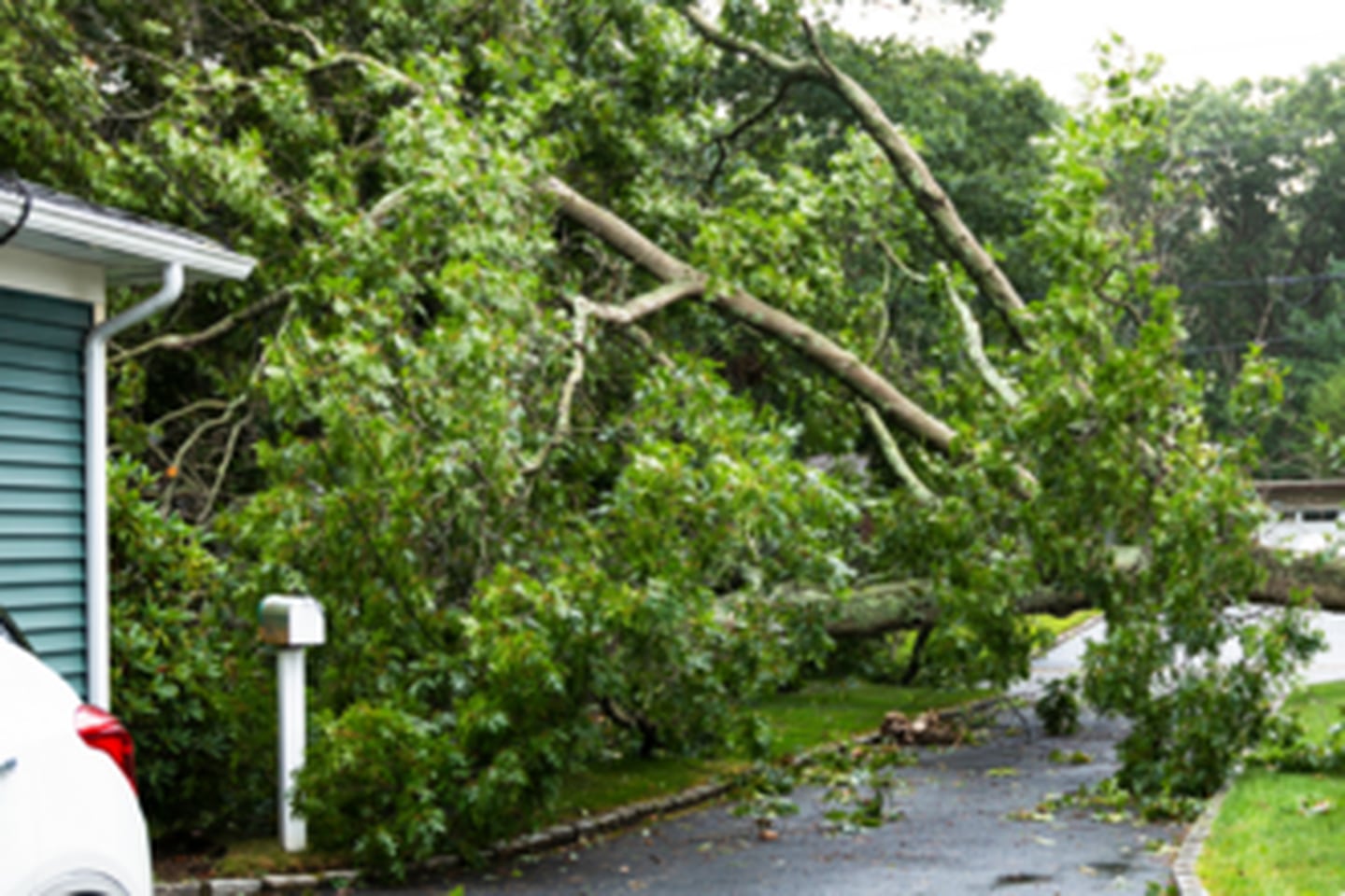 A fallen, storm-damaged tree lies over a residential driveway. University of Illinois Extension recommends hiring a tree care professional to assess and remove storm damage safely.