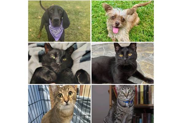 Will County Pets of the Week: Dec. 15, 2025