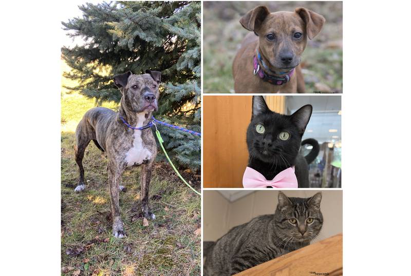 The Herald-News presents this week’s Pets of the Week. Read the description of each pet to find out about that pet, including where he or she can be adopted