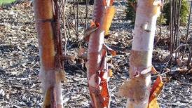 Down the Garden Path: Give your pollinator garden a boost with native keystone species