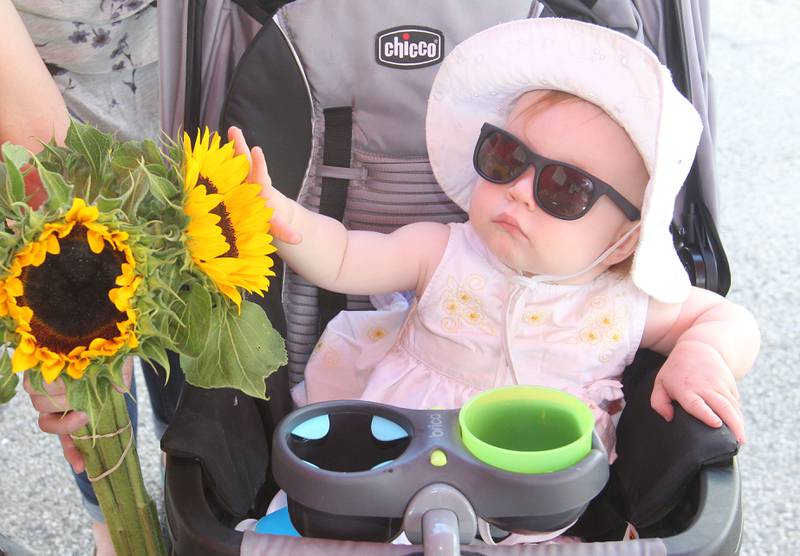 Lyra Geschke, 1, of Wauconda looks at some sunflowers her mother, Bethany, is holding in the Harms Farm produce stand at the Wauconda Farmers’ Market in downtown Wauconda. The farmers’ market runs on Thursday afternoons from 4-7pm through September 29th.