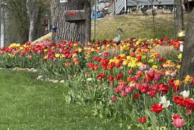 Photos: Spring Valley street corner explodes in annual tulip glory