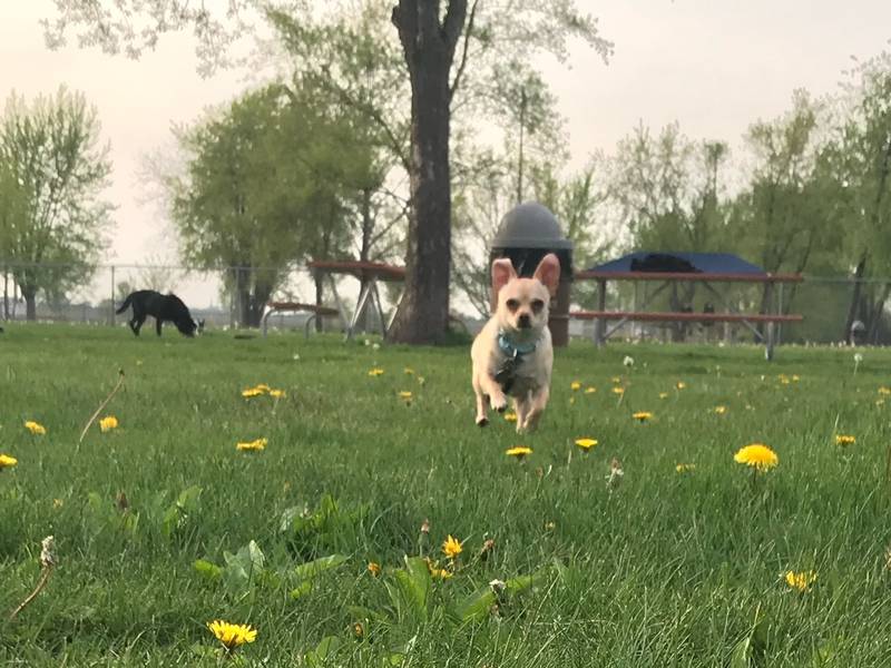 Lippold Park Hound Town is a three-acre park at the premier Lippold Park Sports Complex where dogs can socialize and run off leash. The park is entirely fenced and is open year-round, dawn to dusk. Lippold Park is located at 851 W. Route 176.