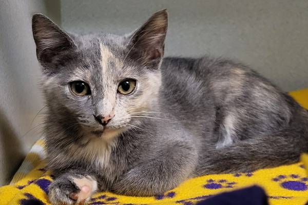 Playful, active kitten hopes to find home soon