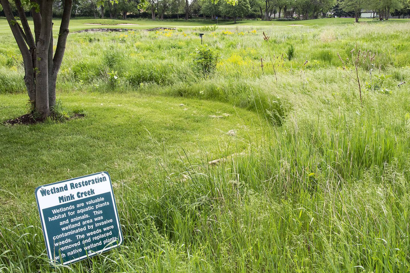 Pictured is the sign for Mink Creek at the Carillon Lakes 3-hole golf course. Five years ago, residents at the gated community for active adults 55 and up started restoring unused areas of the golf course to its natural habitat.