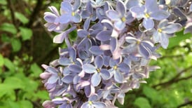Lombard Garden Club’s lilac sale set for  May 9-11 at Lilacia Park